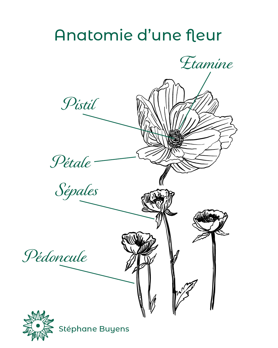 anatomie d'une fleur par Stéphane Buyens