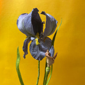 Iris, fleur de papier créée par Stéphane Buyens