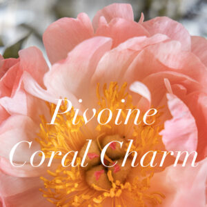 Pivoine Coral Charm, fleur de papier par Stéphane Buyens