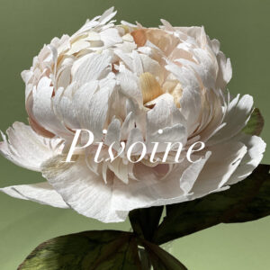 Pivoine, fleur de papier par Stéphane Buyens